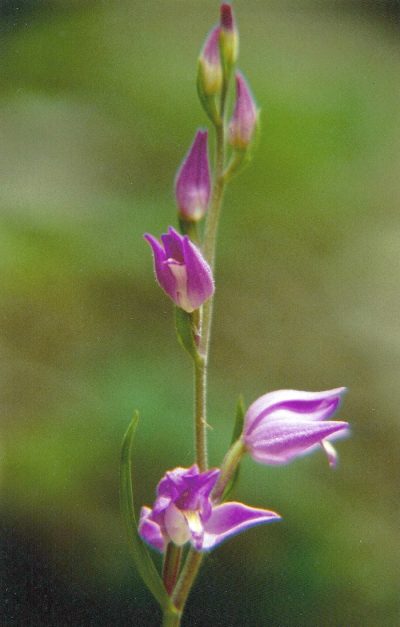 Orchidee
