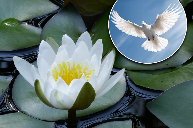 Seerose und Taube