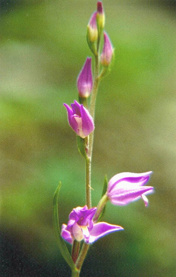 Orchidee